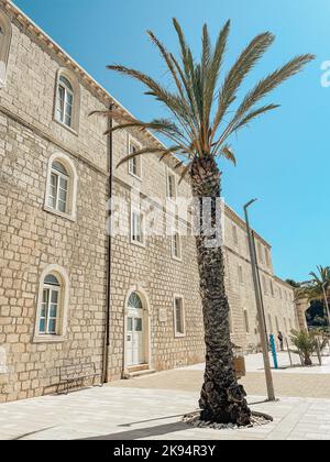 A low angle shot of a palm tree growing on the street against a stone building Foto Stock