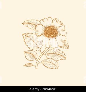 Fiore rosa hip linea disegnata a mano. Un oggetto dal design vintage. Elegante pianta in stile disegno William Moriss. Illustrazione Vettoriale