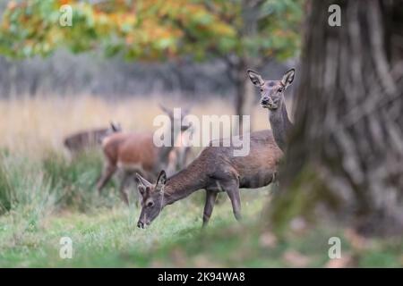 Cervi femmina in allerta (Cervus elaphus) Foto Stock