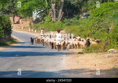 PUSHKAR, INDIA - Oct 22: goatherd si sposta con le sue capre al prossimo terreno il 22 ottobre 2012 vicino Pushkar, India. Le capre sono la fonte principale per guadagnare il mone Foto Stock