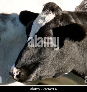 Ritratto di una mucca frisiana di Holstein con una buffa battuta Foto Stock