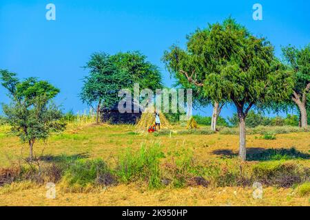 BIKANER, INDIA - Oct 24 : un lavoratore agricolo costruisce una nuova costruzione di balle di paglia sul campo, il Oct 24,2012 a Bikaner, India. La lavoratrice femminile Foto Stock