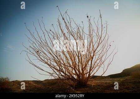 Grandi alberi da deserti stand alone Foto Stock