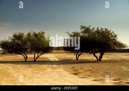 Grandi alberi da deserti stand alone Foto Stock