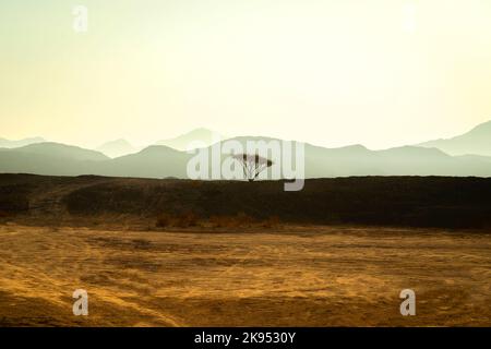 Grandi alberi da deserti stand alone Foto Stock