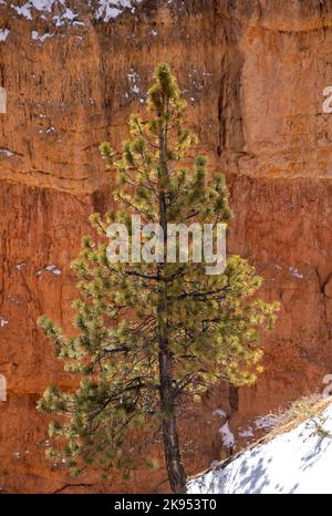 Piccolo albero di pino alla base di un Hoodoo arancione in Bryce Foto Stock