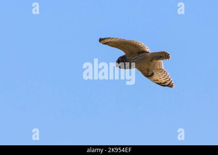 Gufo dalle orecchie corte (Asio flammeus), in volo, Scandinavia Foto Stock