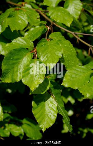 Comune di faggio (Fagus sylvatica), Faggio foglie in primavera, in Germania, in Renania settentrionale-Vestfalia Foto Stock