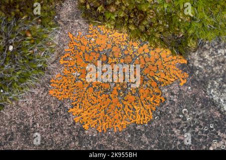 Elegante lichen di Sunburst, elegante Lichen arancione parete (Xanthoria elegans, Rusavskia elegans, Amphiloma elegans, Caloplaca dissidens, Caloplaca elegans, Foto Stock