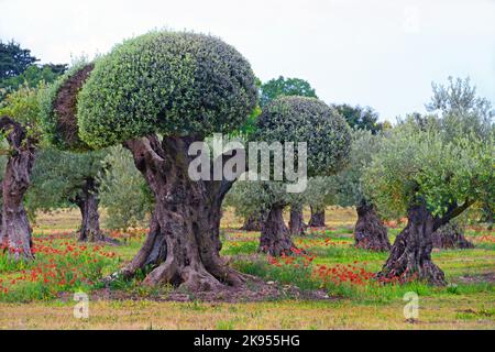 Olivo (Olea europaea ssp. Sativa), ulivo tagliato a forma di palline, Francia, Vaclue, Vaison la Romaine Foto Stock