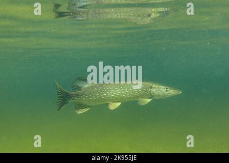 pike, luccio settentrionale (Esox lucius), nuoto in un piccolo laghetto fossato, Refelction, foto subacquea, Germania, Baviera Foto Stock