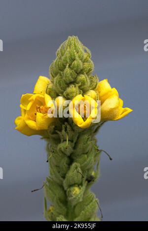 Mullein comune, mullein grande (Verbascum thapsus), fiori, Germania, Baviera Foto Stock