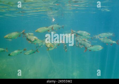 rudd (Scardinius eritrophthalmus), scuola in un piccolo stagno fossato, foto subacquea, Germania, Baviera, Kesselsee, Eggstaett-Hemhofer Seenplatte, Foto Stock