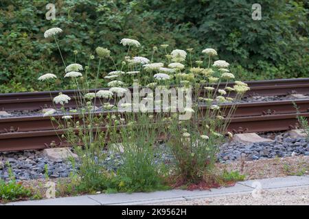 Il pizzo della regina Anna, carota selvatica (Daucus carota, Daucus carota subsp. Carota), cresce in una ferrovia, in Germania Foto Stock