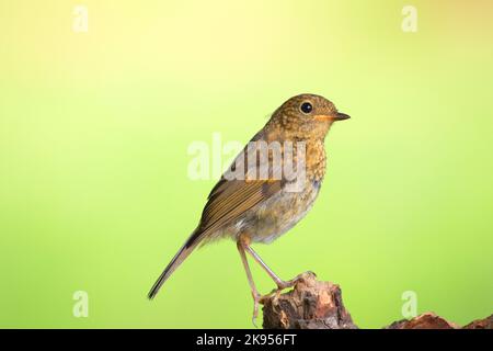 Robin europeo (Erithacus rubecula), minorile su una radice, Germania, Renania settentrionale-Vestfalia Foto Stock