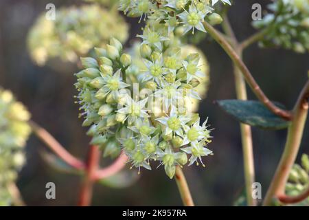 Massimo di Hylocelephium, massimo di Sedum, Crassulaceae. Una pianta selvatica sparata in autunno. Foto Stock