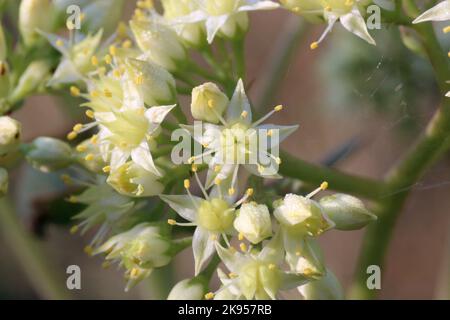 Massimo di Hylocelephium, massimo di Sedum, Crassulaceae. Una pianta selvatica sparata in autunno. Foto Stock