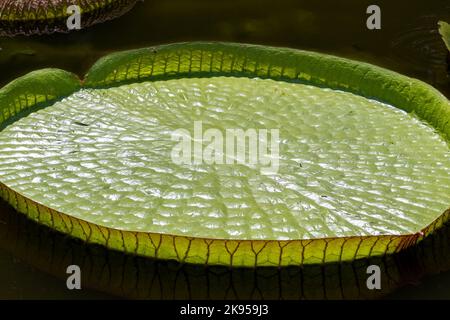 vitoria regia pianta acquatica tipica della regione amazzonica Foto Stock