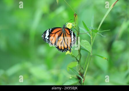 Un brillante monarca arancione (danaus plexippus) impollina una pianta di erbacce a farfalla (asclepias tuberosa) con foglie verdi Foto Stock