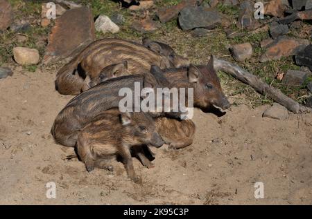 Suinetti di cinghiale che dormono nella sabbia in una giornata di sole in autunno in Canada Foto Stock