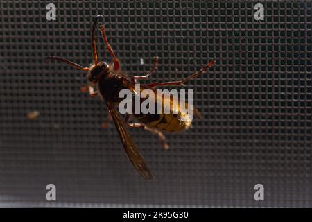 Vista ravvicinata del calabrone asiatico (Vespa velutina) su una finestra di rete Foto Stock