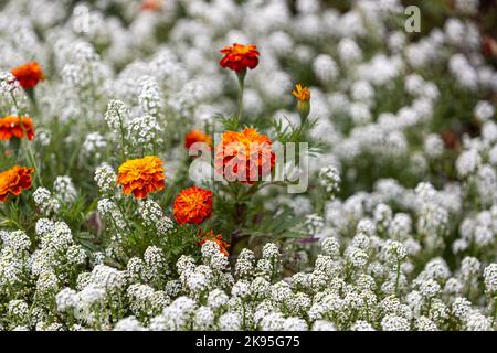 Fiore di Marigold nel mezzo del campo di Lobularia maritima Foto Stock