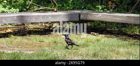 Un uccello nero che cammina sull'erba al sole Foto Stock