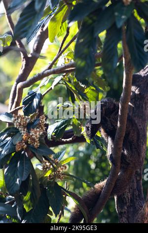 Pithecia pitecia, il saki bianco-affrontato sull'albero Foto Stock