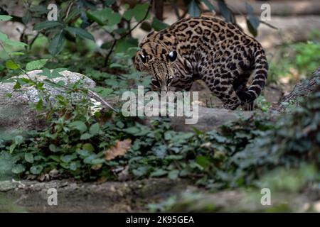 ocelot vuole mordere la coda Foto Stock