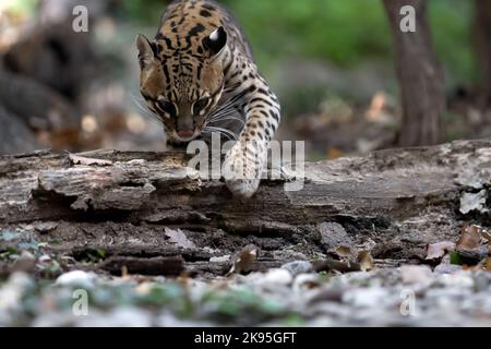 ocelot a piedi in una foresta Foto Stock