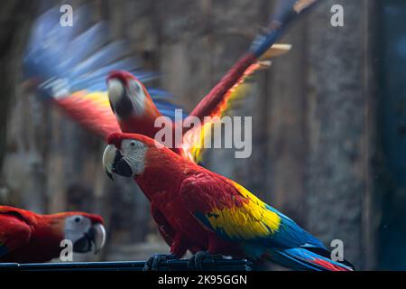 Tre pappagalli di macaw scarlatto (Ara macao) Foto Stock