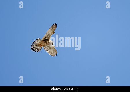La femmina Common Kestrel in volo a Mewslade sul Gower Wales UK Foto Stock