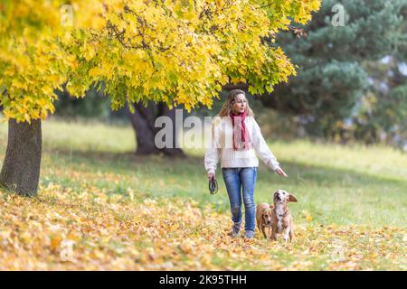 Una giovane donna in un vestito autunnale sta camminando due cani nel parco. Foto Stock