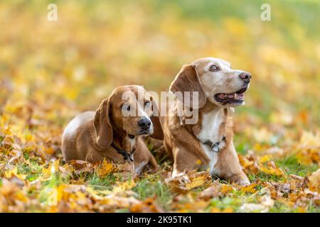 Due cani si siedono obbedientemente nel parco nelle foglie autunnali. Foto Stock