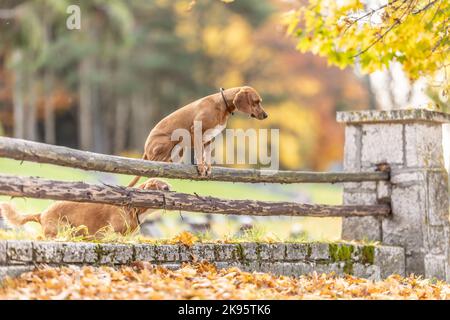 Due cani nel parco stanno saltando sopra una vecchia recinzione di legno. Foto Stock