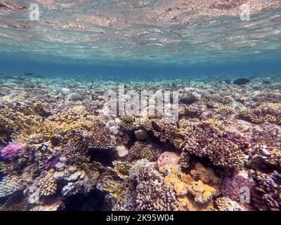 Klunzinger's wrasse noto come Thalassoma rueppellii sott'acqua presso la barriera corallina. Vita subacquea della barriera corallina con coralli e pesci tropicali. Coral Reef at Foto Stock