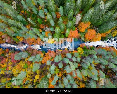 Vista aerea dei colori autunnali che circondano le cascate di Braan sul fiume Braan all'Hermitage di Perth e Kinross, Scozia, Regno Unito Foto Stock