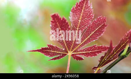 Acer palmatum 'dissectum attropurpureum'. Acer albero palmatum con foglie rosse nel parco, in autunno. Spazio di copia Foto Stock