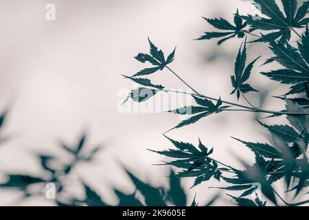 Acer palmatum 'dissectum attropurpureum'. Acer albero palmatum con foglie nel parco, in autunno. Spazio di copia Foto Stock