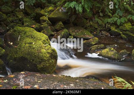 Le cascate Golitha fanno parte del fiume Fowey. Sono una serie di spettacolari cascate che fanno il loro modo attraverso l'antica quercia e altri deciduou Foto Stock