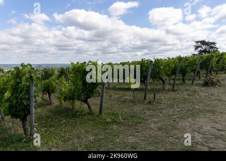 Una bella vista dei vigneti del castello di Chateau de Saumur sotto un cielo blu con le nuvole in Francia. Foto Stock