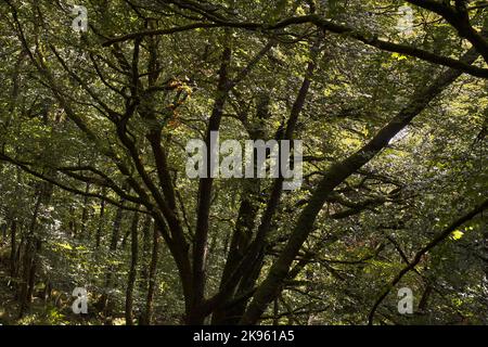 Ripresa dell'impalcatura (rami principali) e del baldacchino di alberi a foglia larga in boschi decidui in foglia estiva. Foto Stock