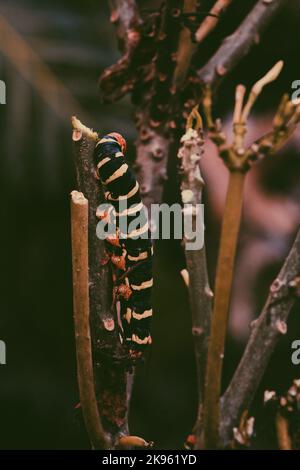 Primo piano verticale di una sfinge grigia gigante (Pseudosphinx tetrio) su una pianta verde Foto Stock