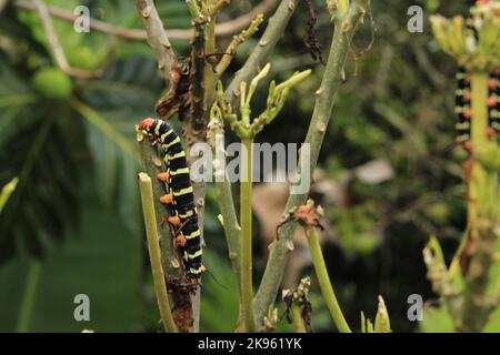 Un primo piano di una sfinge grigia gigante (Pseudosphinx tetrio) su una pianta verde Foto Stock