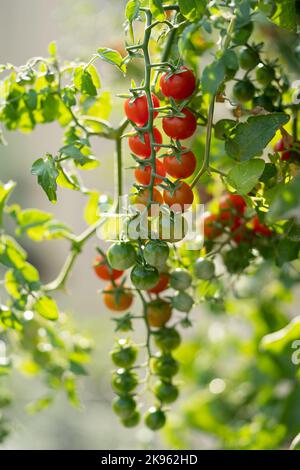 Frutti di pomodoro di ciliegia appesi da cespuglio verde che cresce all'interno della serra o sulla piantagione del contadino Foto Stock
