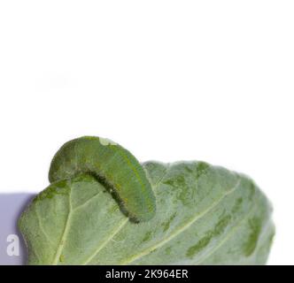 Un primo piano di un bruco verde che striscia su una foglia di cavolo su uno sfondo bianco Foto Stock