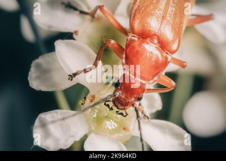 Un macrofone di un soldato rosso (Rhagonycha fulva) seduto su una magnolia bianca Foto Stock