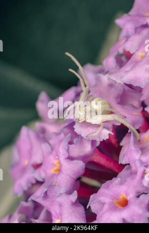 Uno scatto verticale di un ragno di granchio bianco (Misumena vatia) su un cespuglio di farfalle viola, fotografia macro Foto Stock