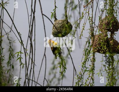 Cape Weaver, Stellenbosch, Capo Occidentale, Sud Africa Foto Stock