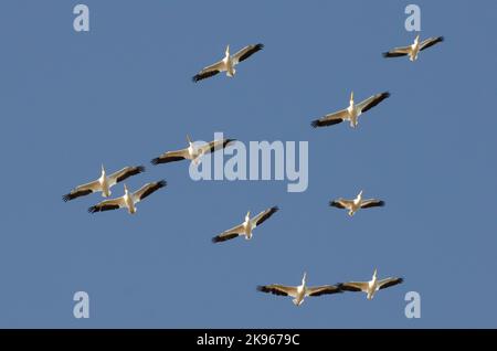 Pelicans bianchi americani, Pelecanus erythrorhynchos, gregge vorticoso sopra Foto Stock